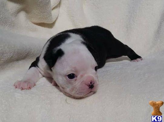 Boston Terrier puppy for sale